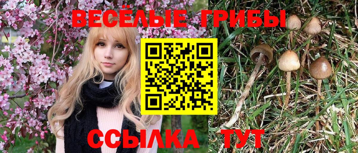 Спасск-Дальний  Псилоцибиновые грибы мицелий  Вход с VPN  Галлюциногенные грибы GOLDEN TEACHER 